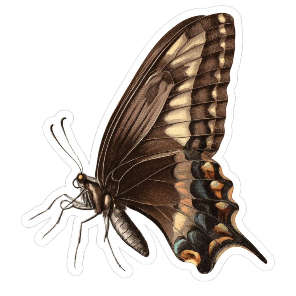 Brown vintage swallowtail butterfly, right side view with rich chocolate wings fading to golden beige and touches of blue and orange near the lower edge.
