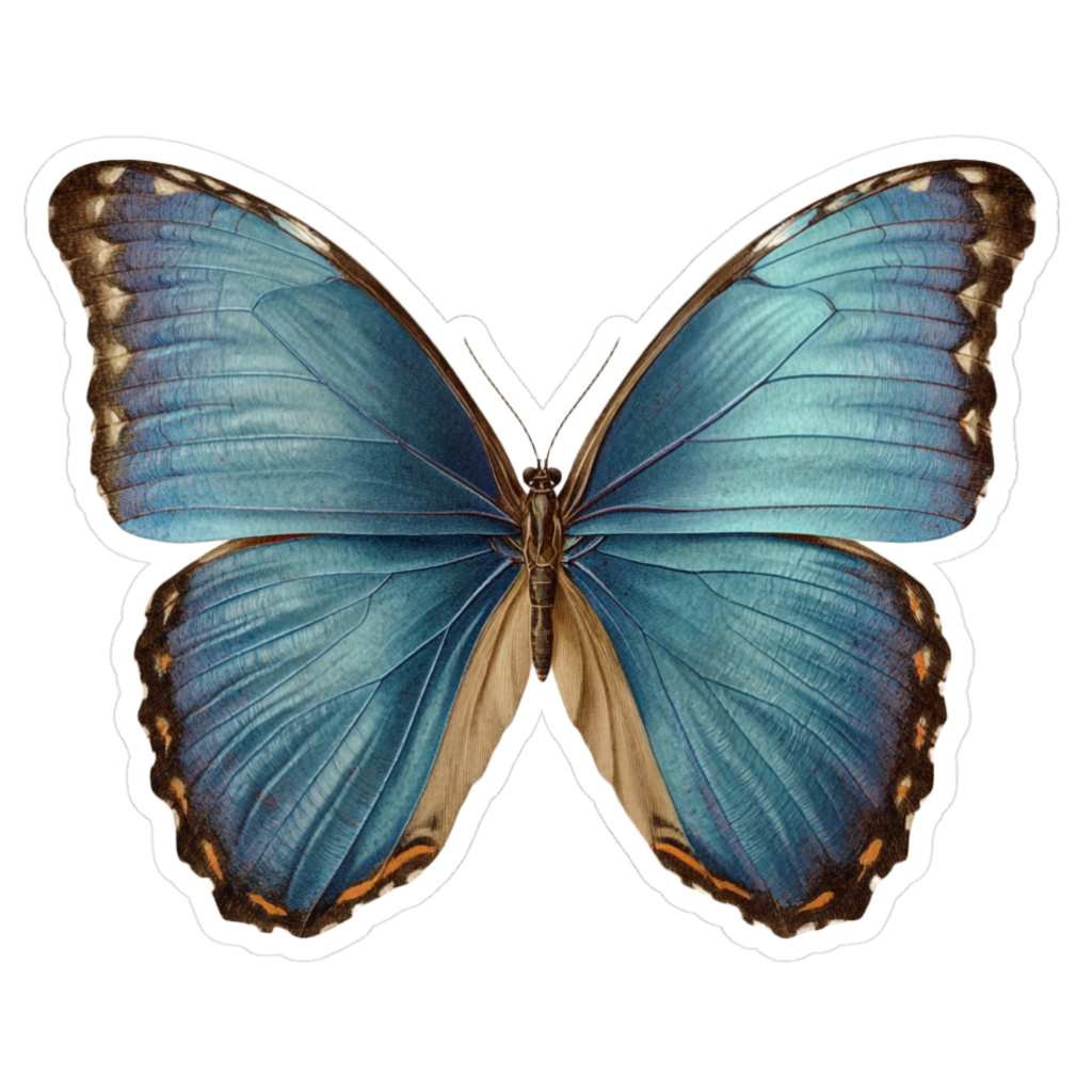 Blue vintage morpho butterfly, top view with bright turquoise wings, subtle brown edging, and a soft iridescent sheen.